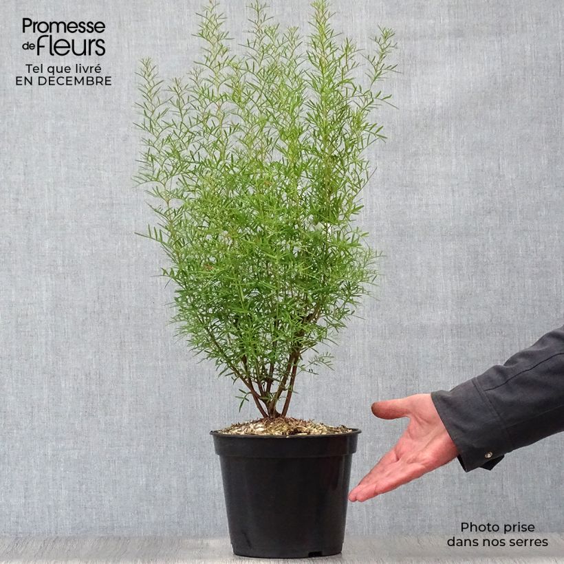 Exemplar von Boronia heterophylla - Boronie à feuillage varié. Pot de 3L/4L wie im Winter geliefert