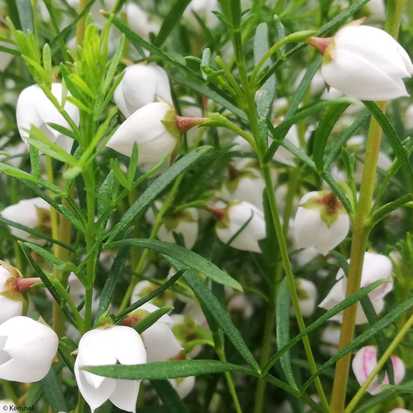 Boronia heterophylla Ice Charlotte (Laub)