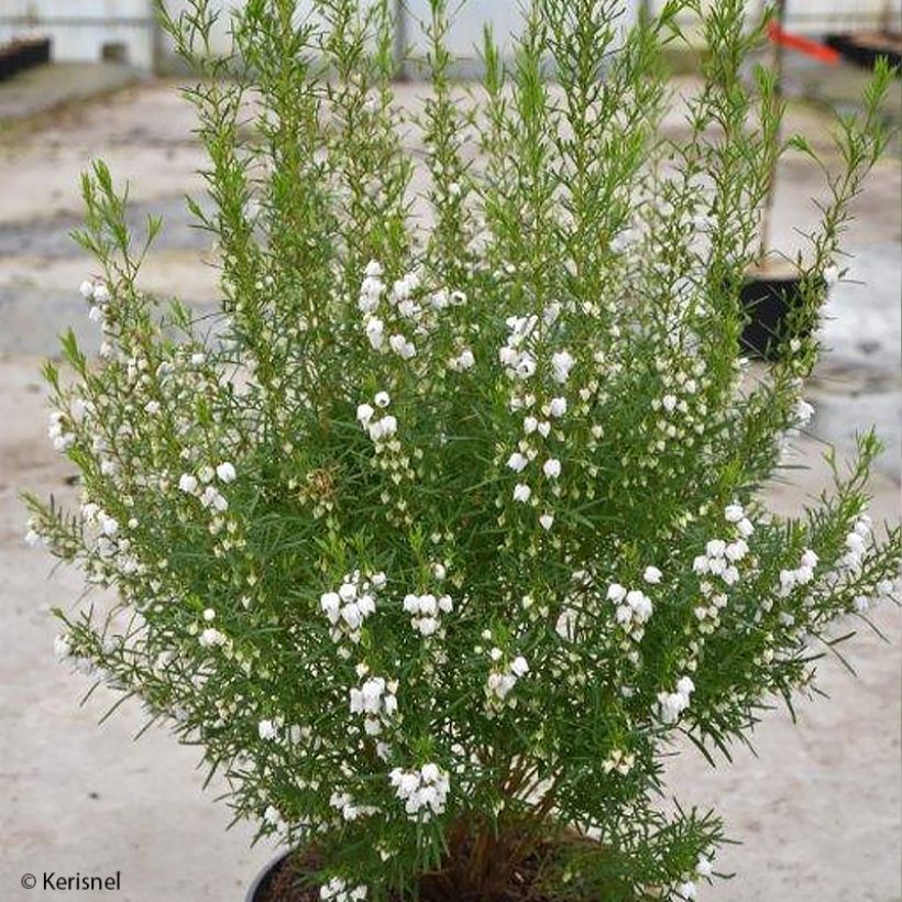 Boronia heterophylla Ice Charlotte (Hafen)