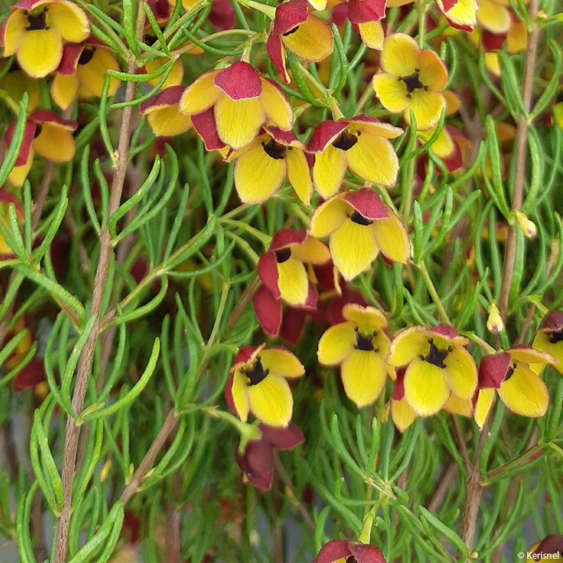 Boronia megastigma Tui (Laub)