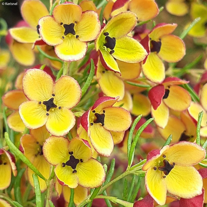 Boronia megastigma Tui (Blüte)