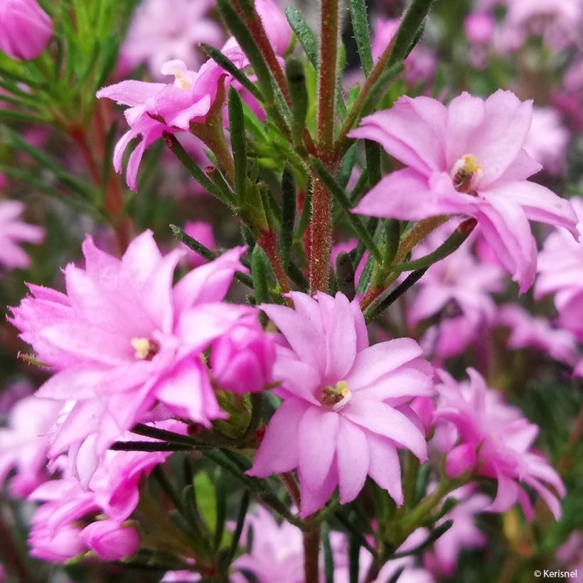 Boronia pilosa Rose Blossom (Blüte)