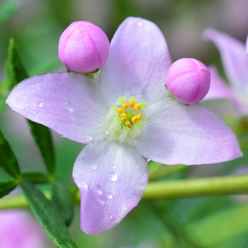 Boronia pinnata var. muelleri (Blüte)