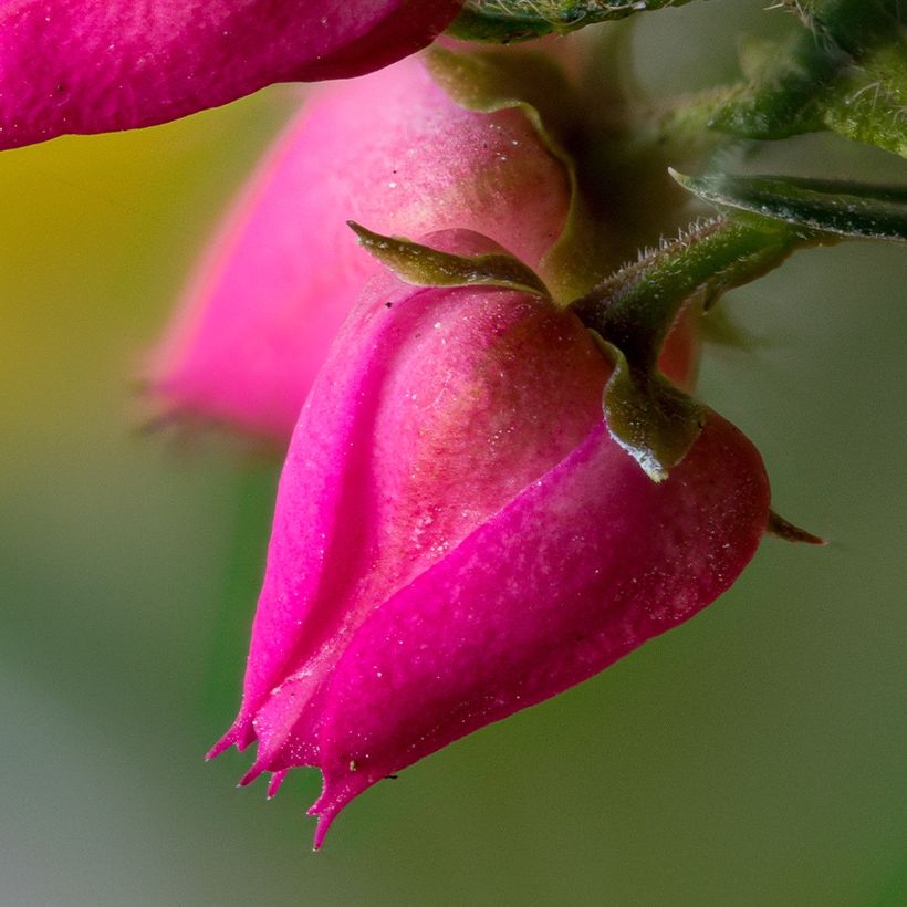 Boronia Carousel (Blüte)