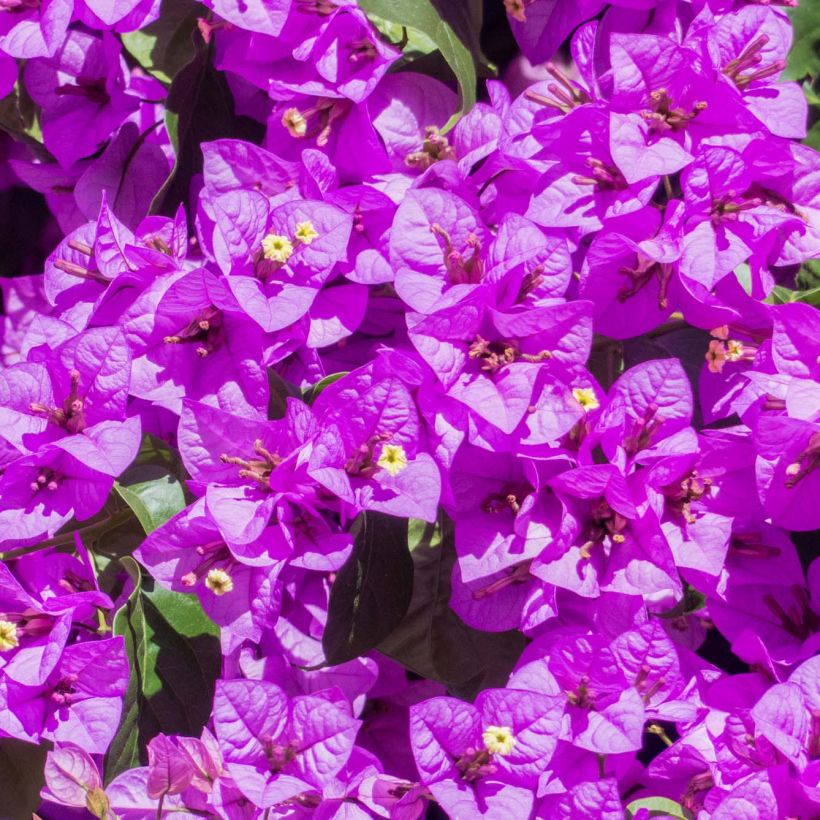 Bougainvillea Violet de mèze - Drillingsblume (Blüte)