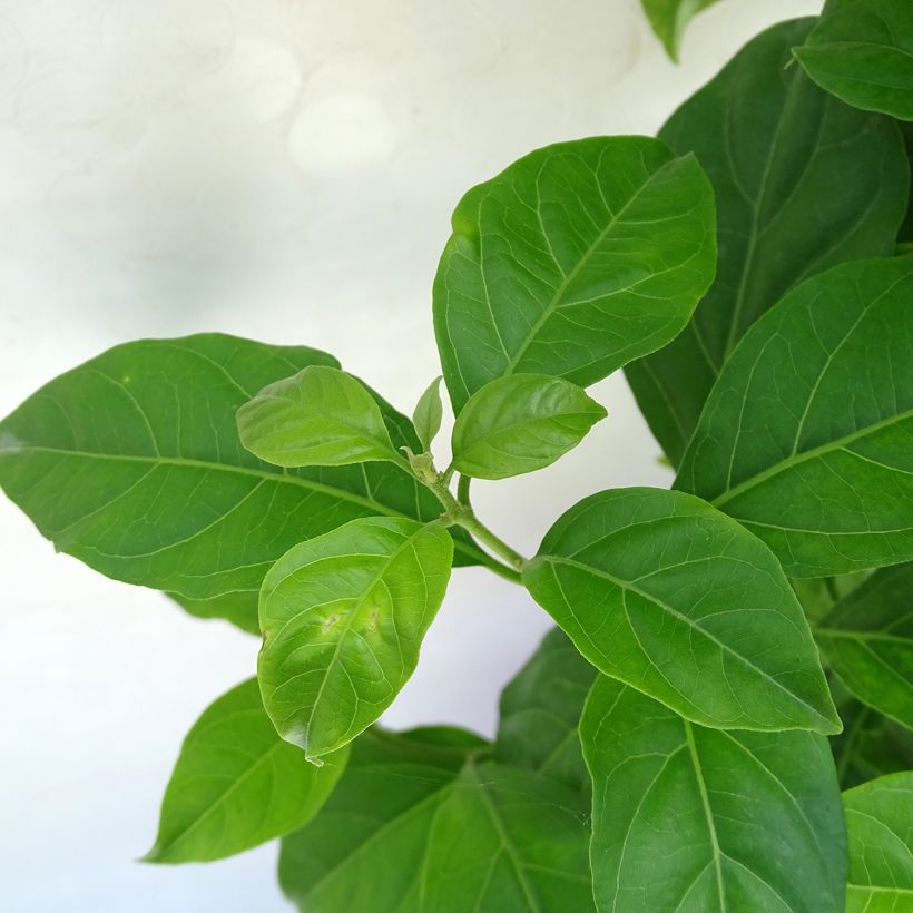 Bougainvillea spectabilis White - Drillingsblume (Laub)