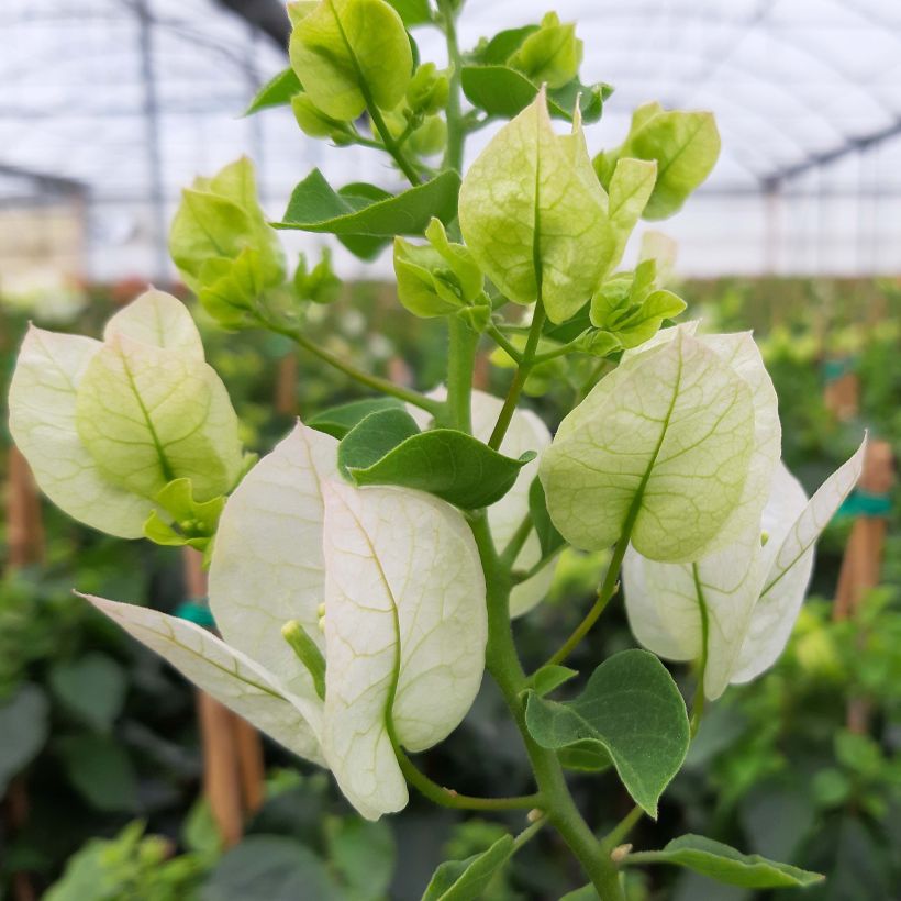 Bougainvillea spectabilis White - Drillingsblume (Blüte)