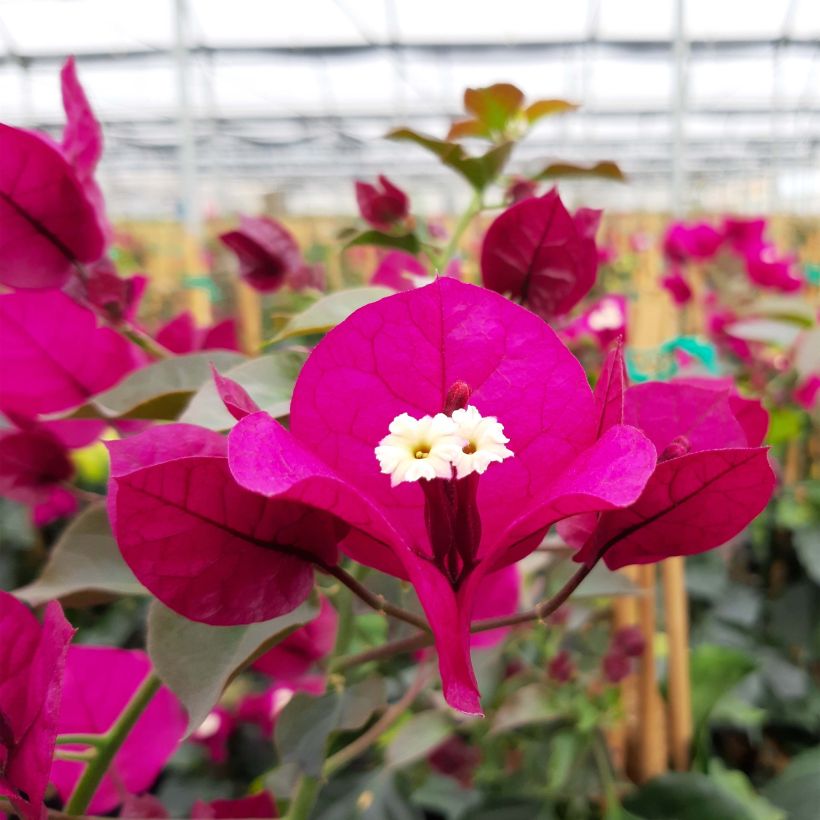 Bougainvillea spectabilis Dark Red - Drillingsblume (Blüte)