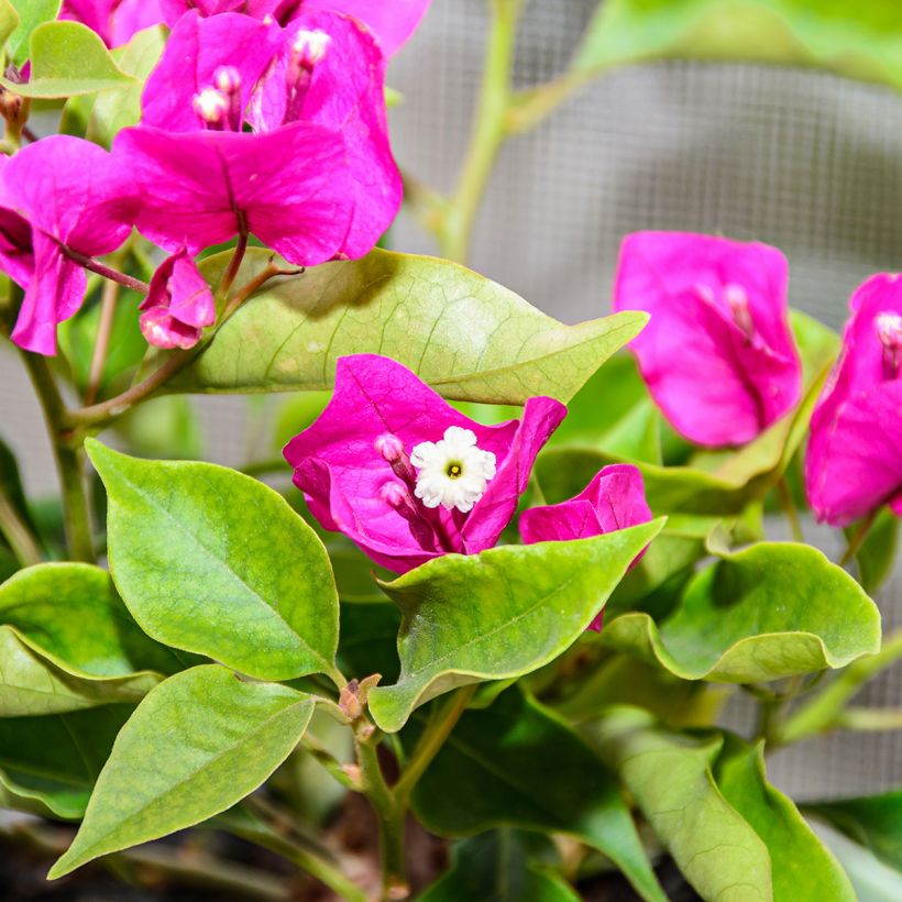 Bougainvillea Mini Thaï - Drillingsblume (Blüte)