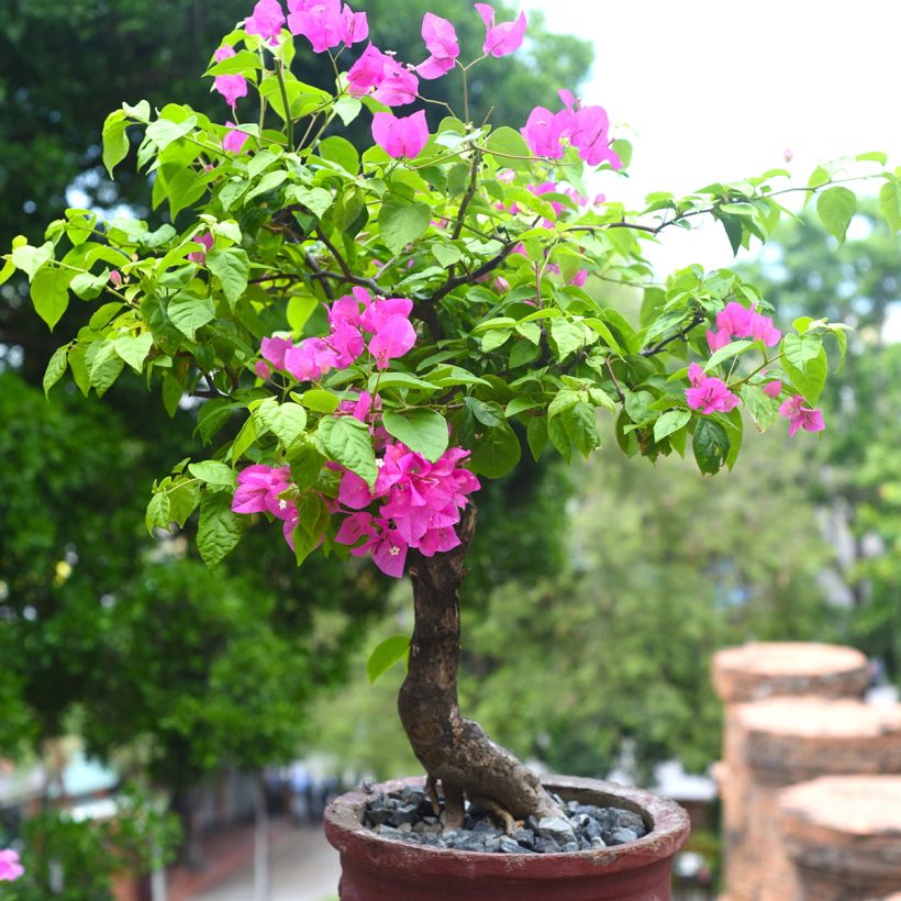 Bougainvillea Mini Thaï - Drillingsblume (Hafen)