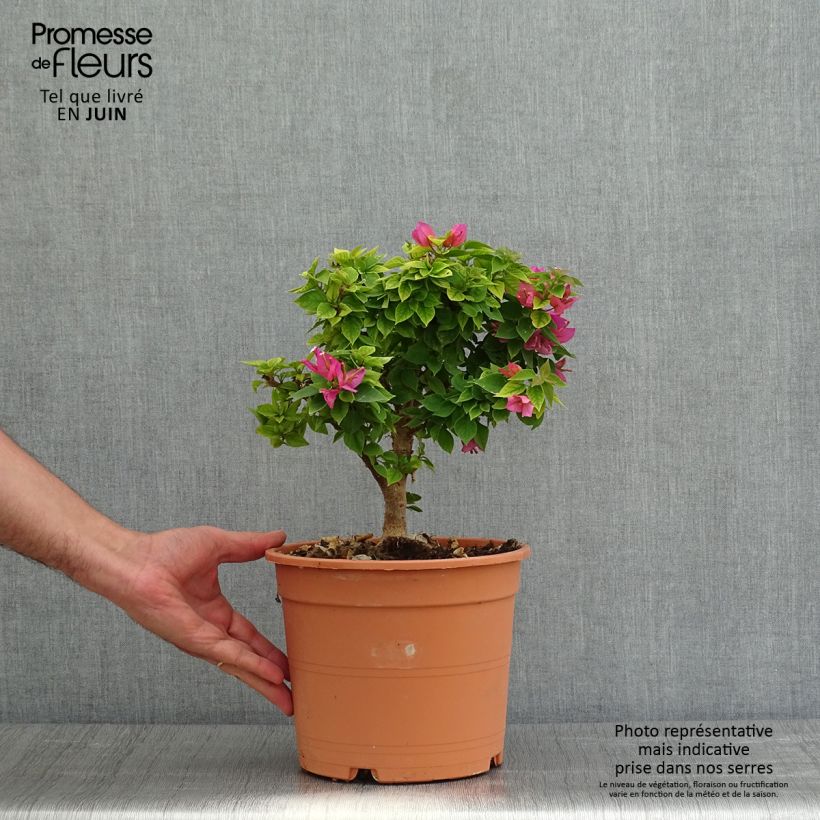 Exemplar von Bougainvillier Mini Thaï - en pot de 4L/5L wie im Frühjahr geliefert