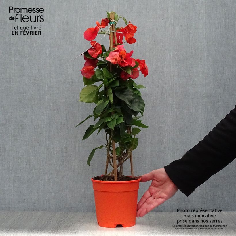 Exemplar von Bougainvillea spectabilis Orange - Drillingsblume wie im Winter geliefert