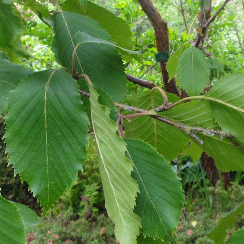 Betula utilis var. jacquemontii Doorenbos - Weißrindige Himalaya-Birke (Laub)