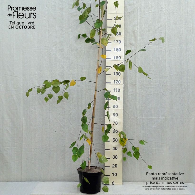 Exemplar von Bouleau de l'Himalaya - Betula utilis jacquemontii Pot de 7,5L/10L wie im Herbst geliefert