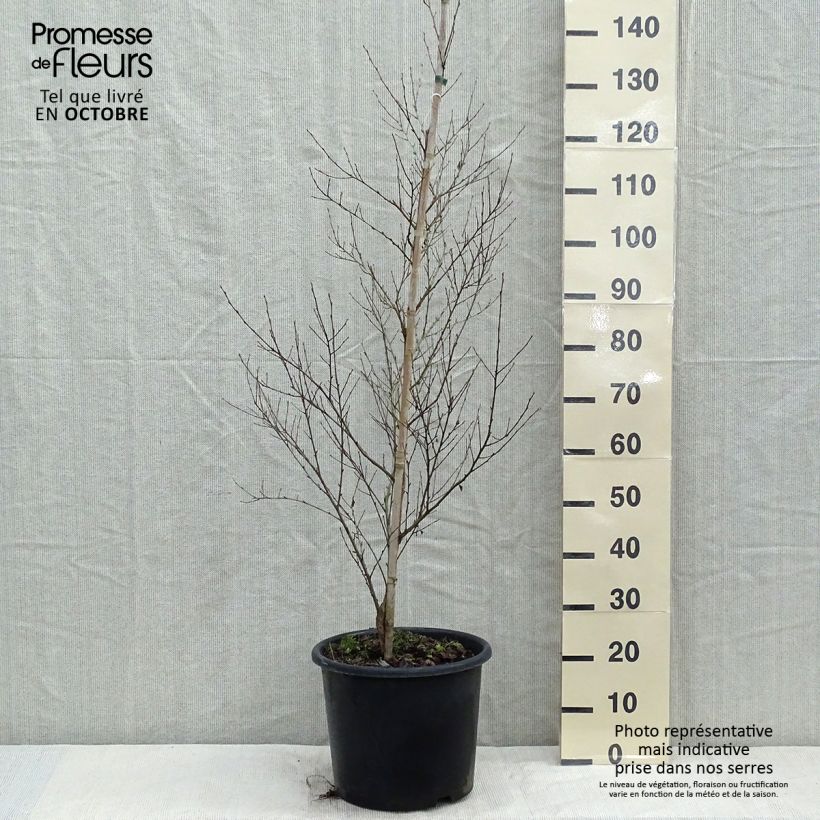 Exemplar von Bouleau noir - Betula nigra Pot de 12L/15L wie im Herbst geliefert