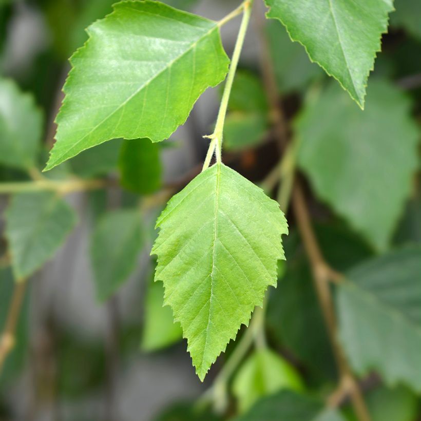 Betula nigra Summer Cascade - Schwarz-Birke (Laub)