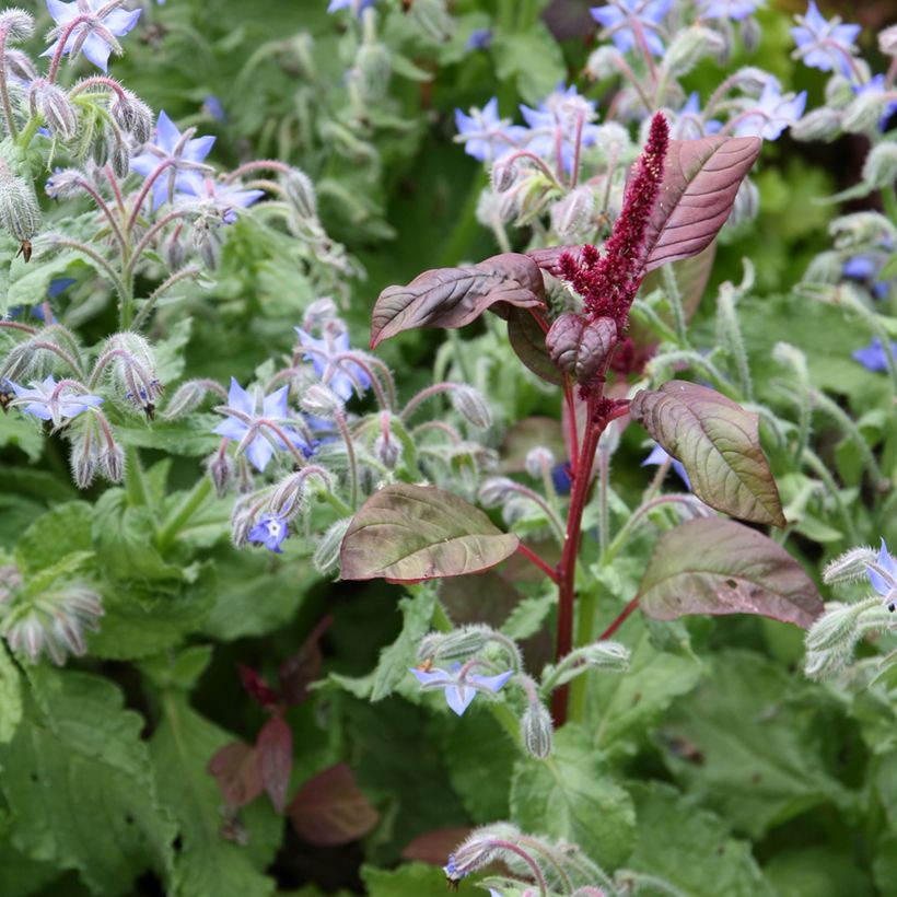 Borretsch Bio - Borago officinalis (Hafen)