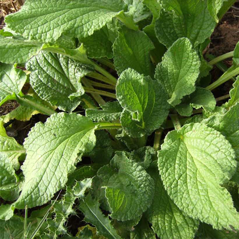 Borretsch Bio - Borago officinalis (Laub)