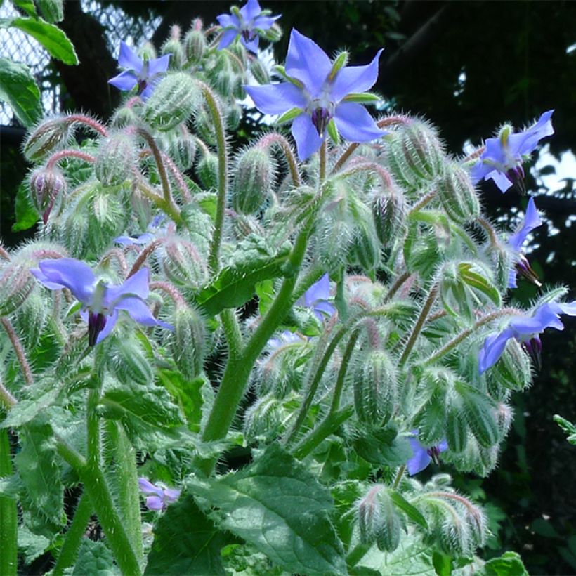 Borretsch Bio - Borago officinalis (Blüte)