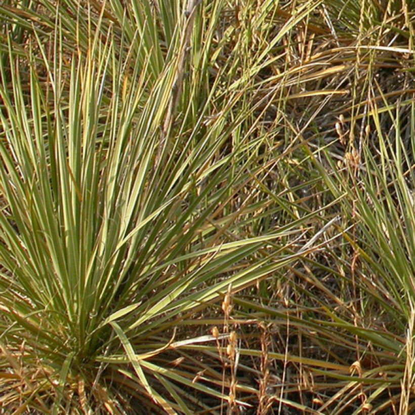 Bouteloua curtipendula - Hohes Haarschotengras (Laub)