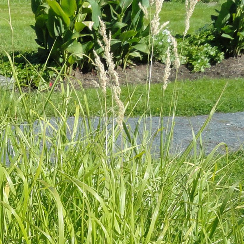 Bouteloua curtipendula - Hohes Haarschotengras (Blüte)