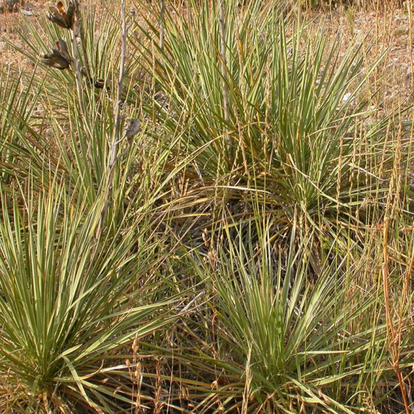 Bouteloua curtipendula - Hohes Haarschotengras (Hafen)