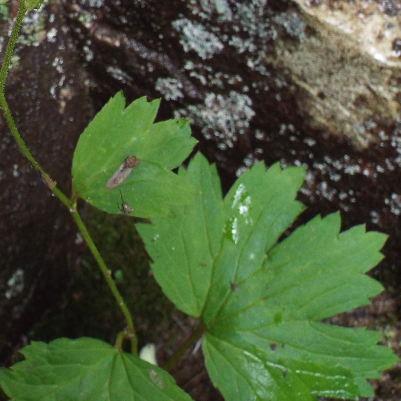 Boykinia aconitifolia - Boykinie (Laub)