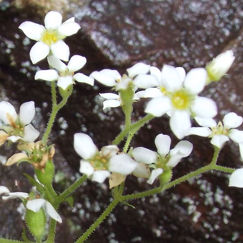 Boykinia aconitifolia - Boykinie (Blüte)