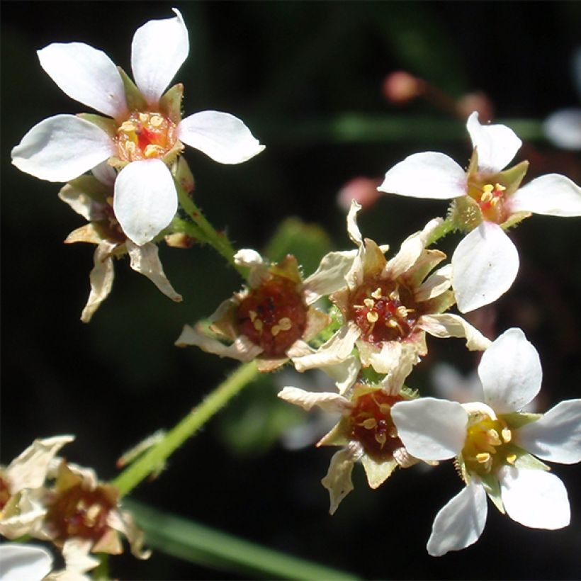 Boykinia major - Boykinie (Blüte)