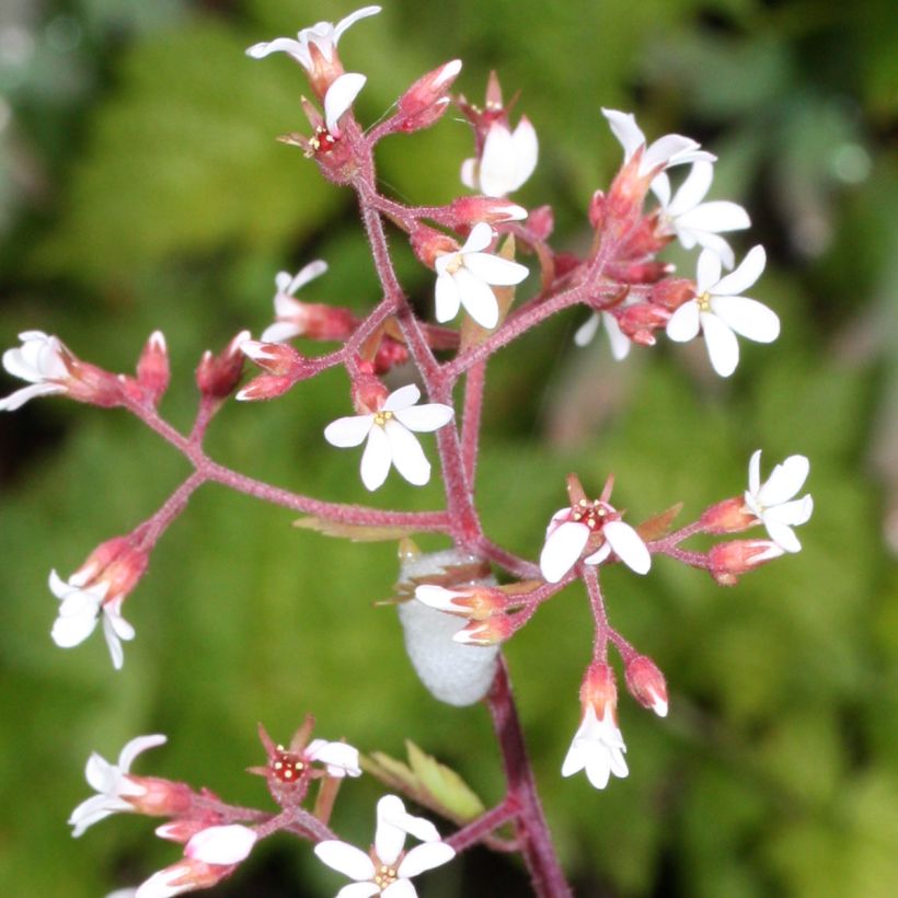 Boykinia occidentalis - Boykinie (Blüte)