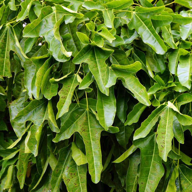 Brachychiton acerifolius - Flaschenbaum (Laub)