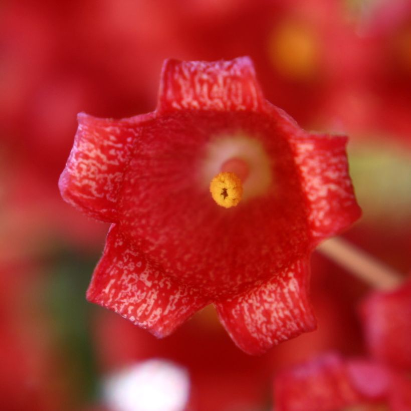 Brachychiton acerifolius - Flaschenbaum (Blüte)