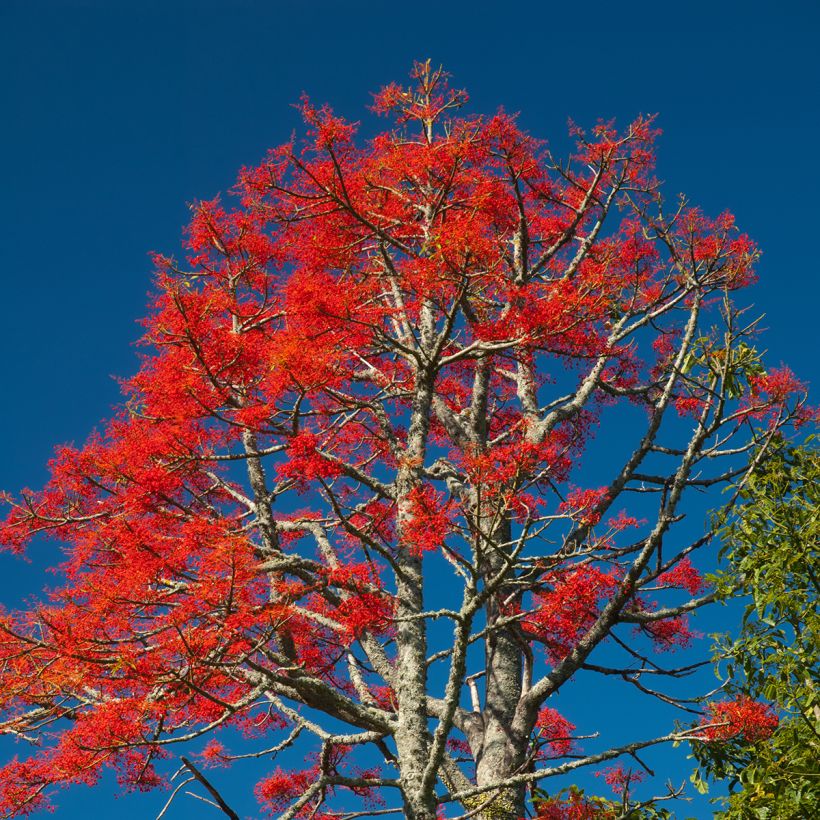 Brachychiton acerifolius - Flaschenbaum (Hafen)