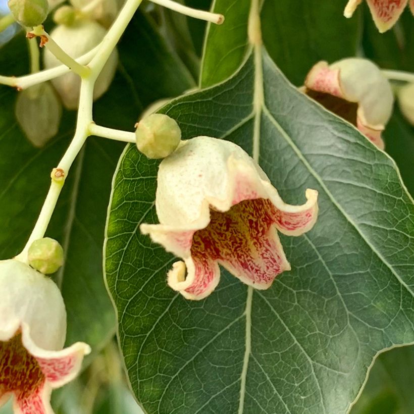 Brachychiton populneus - Flaschenbaum (Blüte)