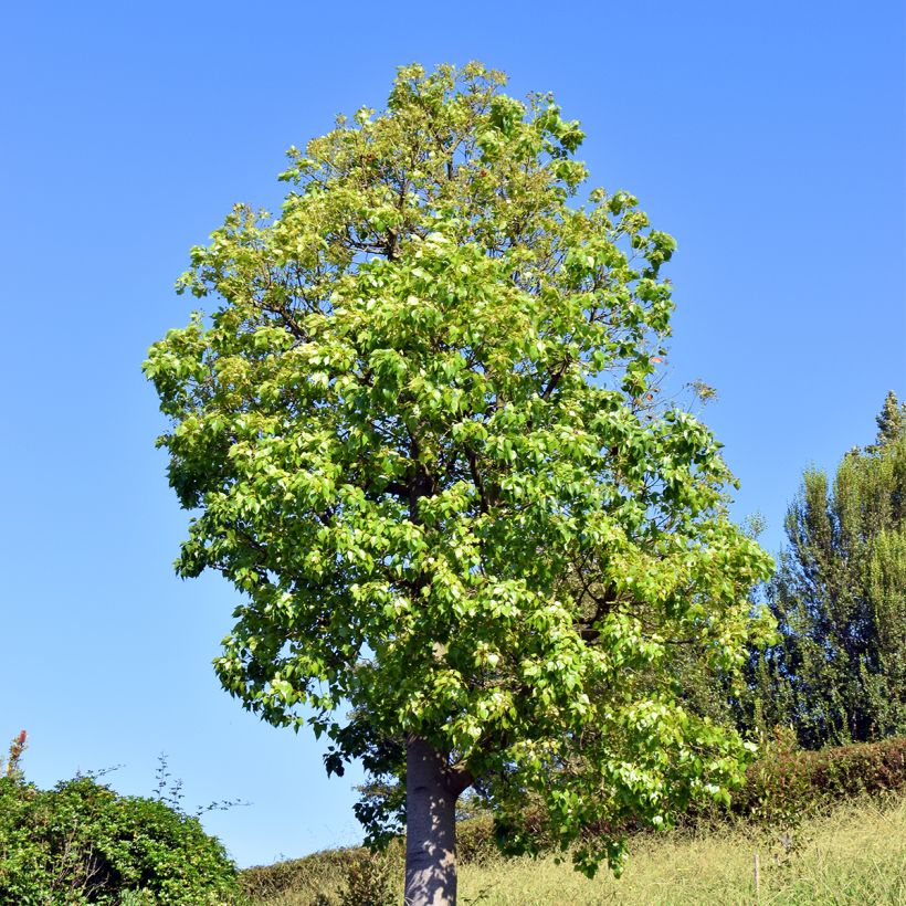 Brachychiton populneus - Flaschenbaum (Hafen)