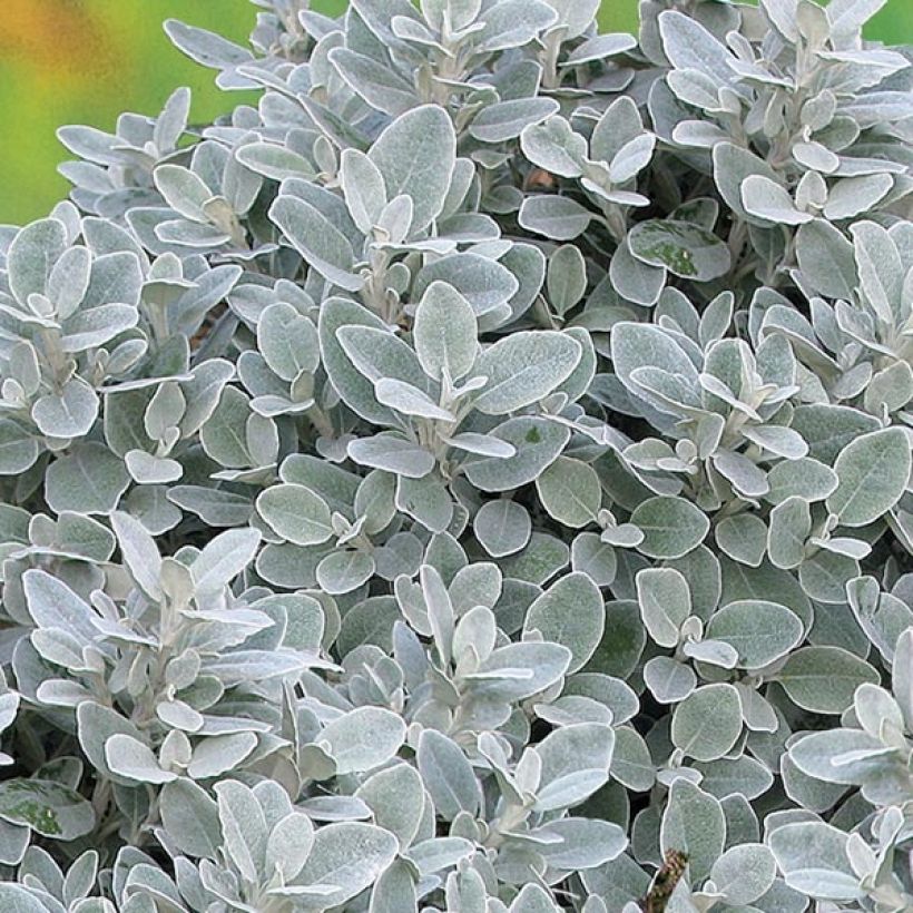 Senecio greyi Walberton's Silver Dormouse - Kreuzkraut (Laub)