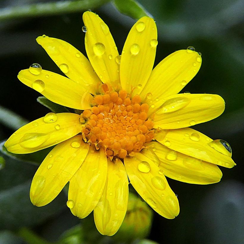 Senecio greyi Walberton's Silver Dormouse - Kreuzkraut (Blüte)