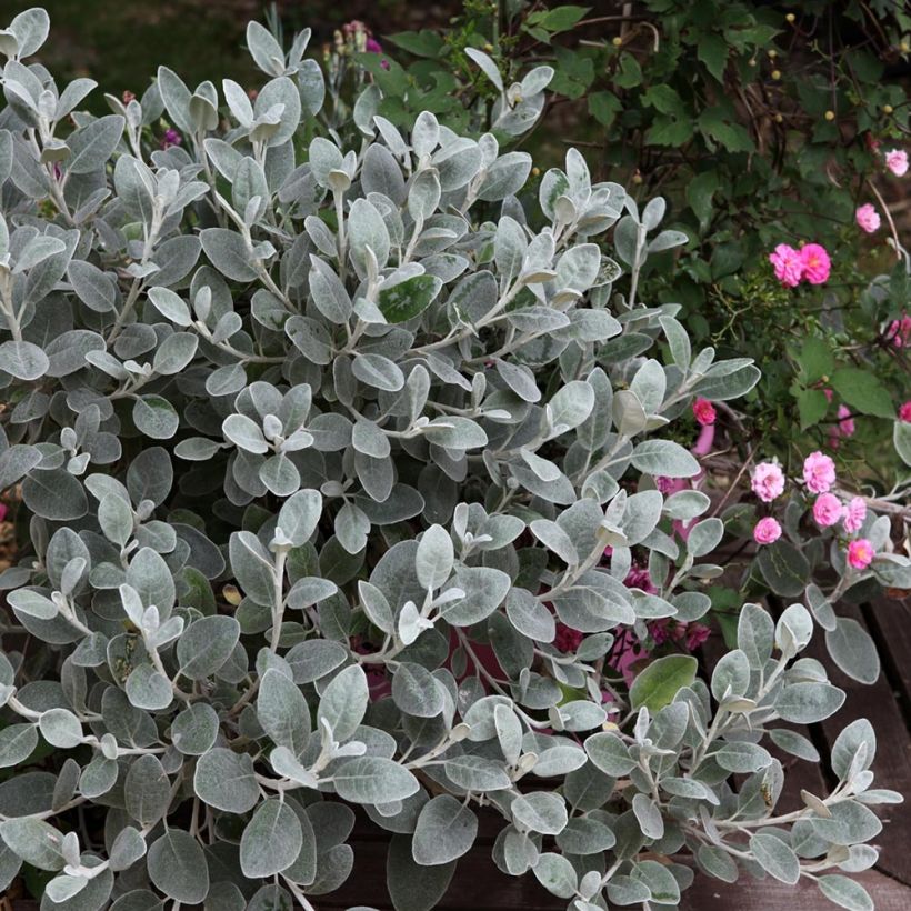 Senecio greyi Walberton's Silver Dormouse - Kreuzkraut (Hafen)