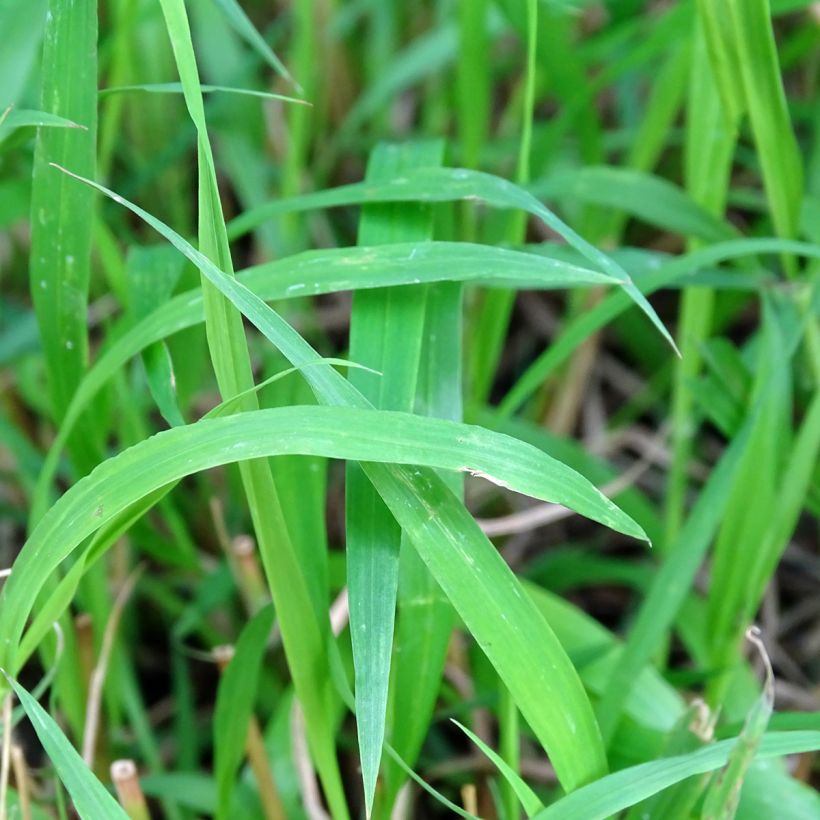 Brachypodium sylvaticum - Wald-Zwenke (Laub)