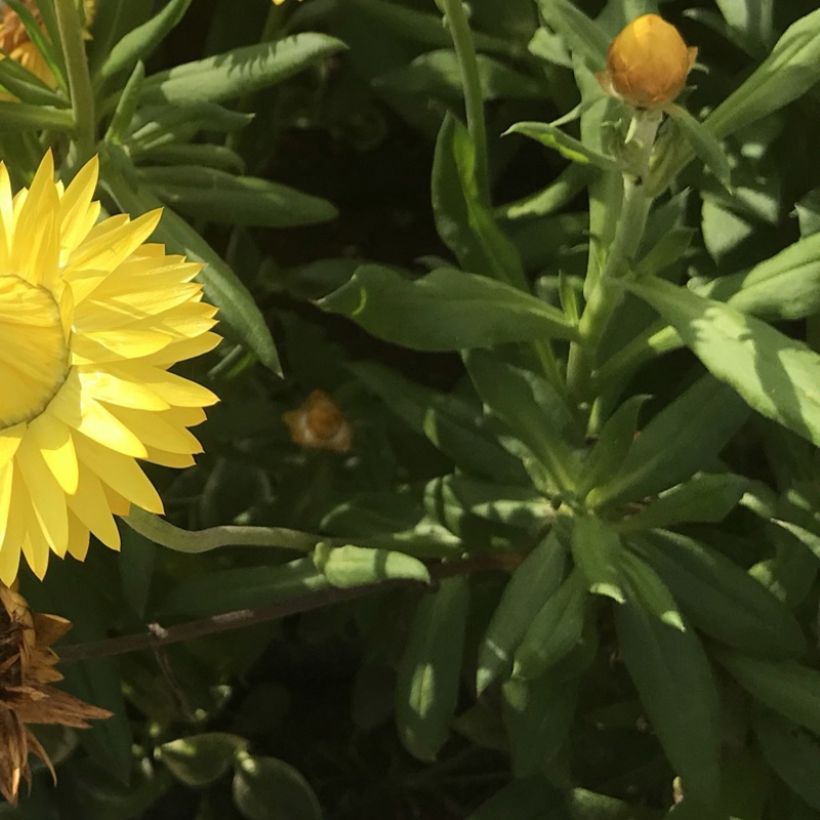 Bracteantha bracteata Granvia Gold - Garten-Strohblume (Laub)