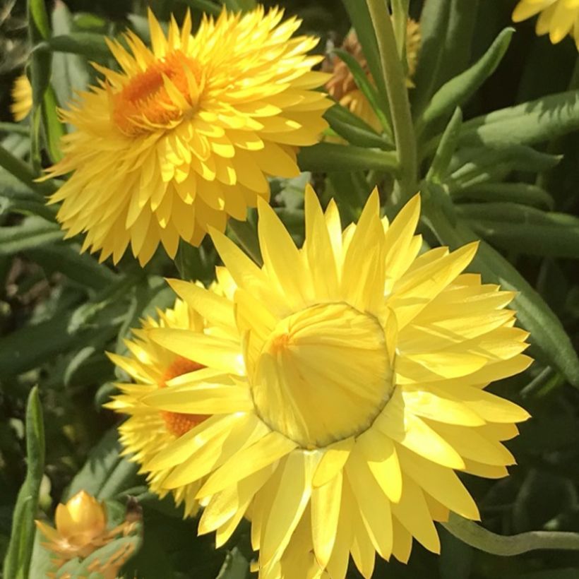 Bracteantha bracteata Granvia Gold - Garten-Strohblume (Blüte)