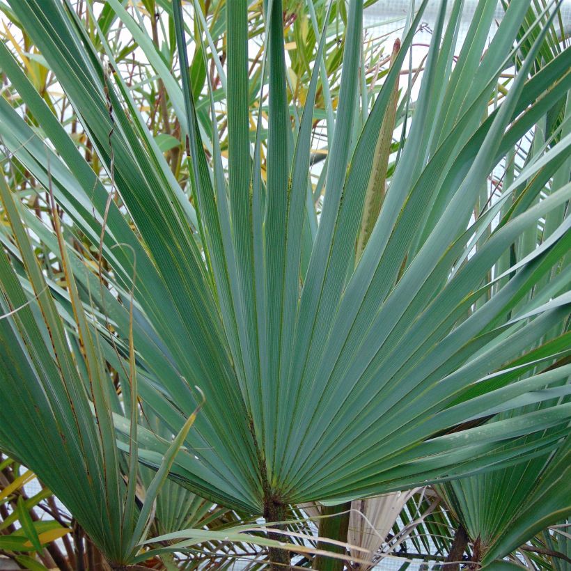 Brahea armata - Blaue Hesperidenpalme (Laub)