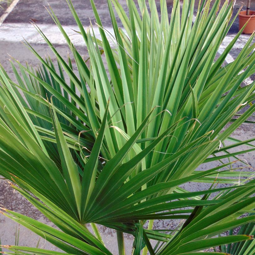 Brahea edulis - Guadalupe-Palme (Laub)