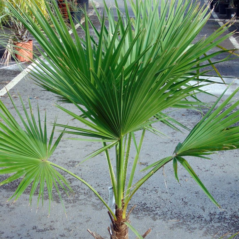 Brahea edulis - Guadalupe-Palme (Hafen)