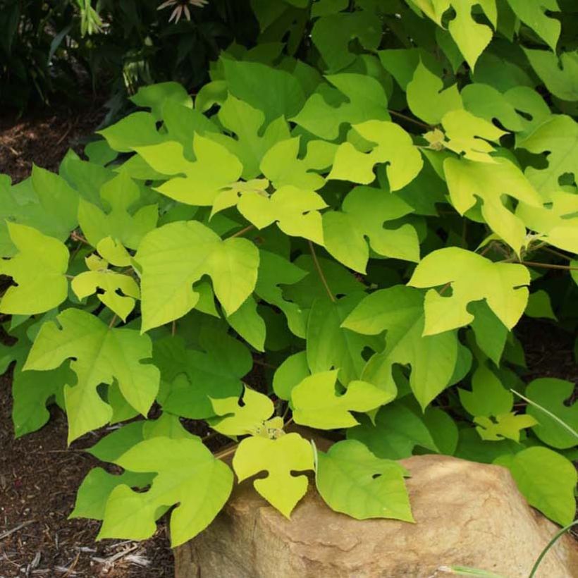 Broussonetia papyrifera Golden Shadow - Papier-Maulbeerbaum (Laub)