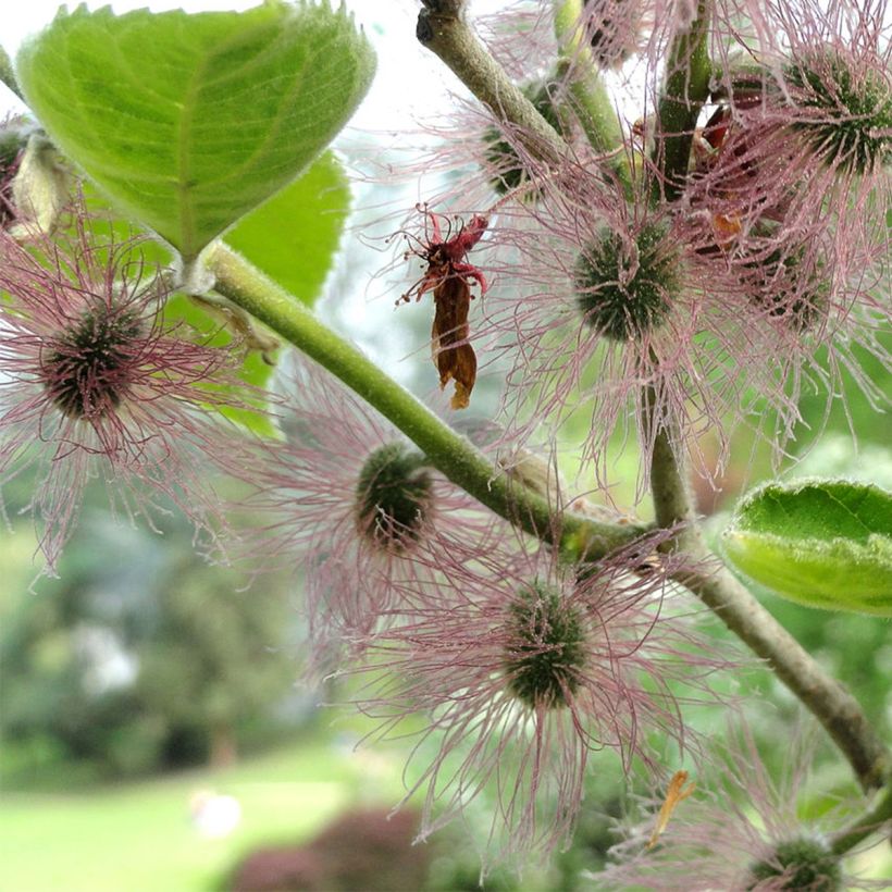 Broussonetia papyrifera - Papier-Maulbeerbaum (Blüte)