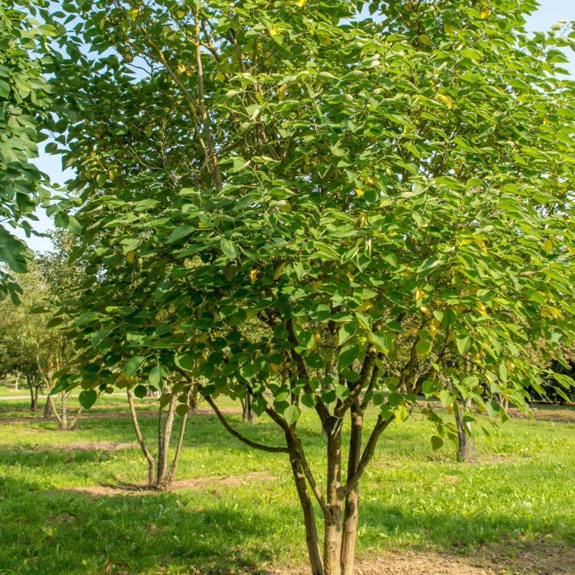 Broussonetia papyrifera - Papier-Maulbeerbaum (Hafen)