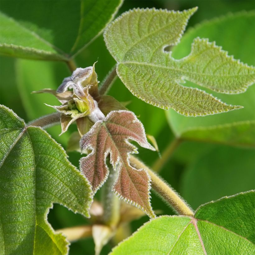 Broussonetia papyrifera - Papier-Maulbeerbaum (Laub)