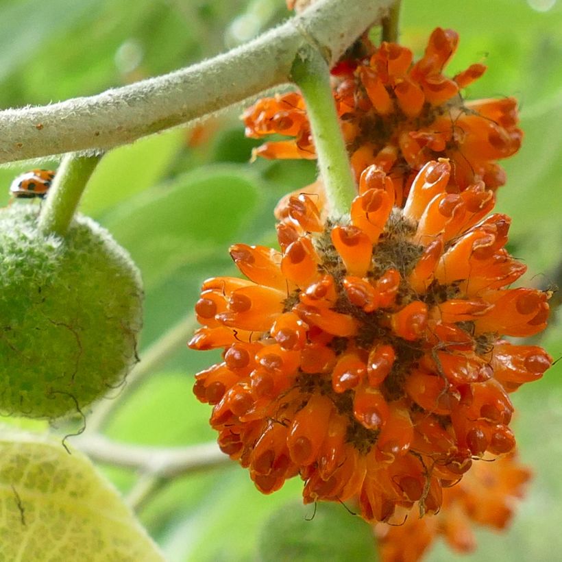 Broussonetia papyrifera - Papier-Maulbeerbaum (Ernte)