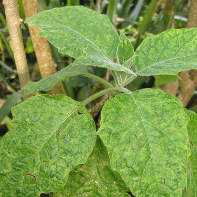 Brugmansia sanguinea - Trompetenbaum (Laub)